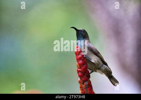 Seychelles Sun bird, kolibri, colibrì su fiore di insulina, sfondo sfocato, Mahe, Seychelles Foto Stock