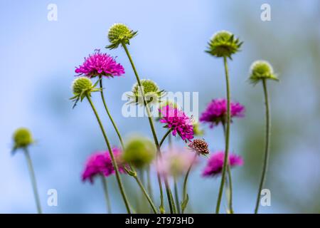 Knautia arvensis, comunemente noto come Field scabius, durante il sole estivo Foto Stock