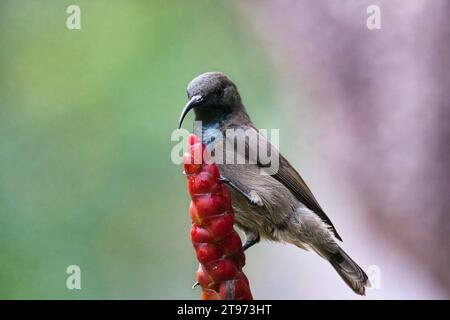 Seychelles Sun bird, kolibri, colibrì su fiore di insulina, sfondo sfocato, Mahe, Seychelles Foto Stock