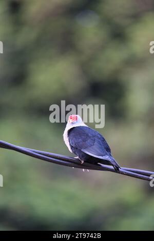 Piccione blu Seychelles su cavo elettrico, sfondo sfocato, Mahe, Seychelles Foto Stock