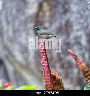 Seychelles Sun bird, kolibri, colibrì su fiore di insulina, sfondo sfocato, Mahe, Seychelles Foto Stock