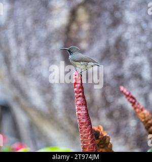 Seychelles Sun bird, kolibri, colibrì su fiore di insulina, sfondo sfocato, Mahe, Seychelles Foto Stock