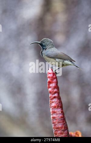 Seychelles Sun bird, kolibri, colibrì su fiore di insulina, sfondo sfocato, Mahe, Seychelles Foto Stock