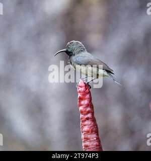 Seychelles Sun bird, kolibri, colibrì su fiore di insulina, sfondo sfocato, Mahe, Seychelles Foto Stock