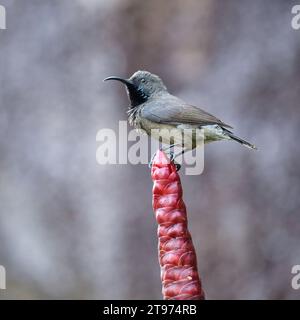 Seychelles Sun bird, kolibri, colibrì su fiore di insulina, sfondo sfocato, Mahe, Seychelles Foto Stock