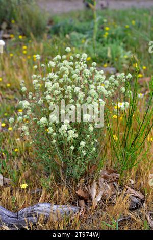 Il tomillo blanco (Thymus mastichina) è un arbusto aromatico endemico della penisola iberica. Questa foto è stata scattata nel Parco naturale Arribes del Duero, Zamor Foto Stock