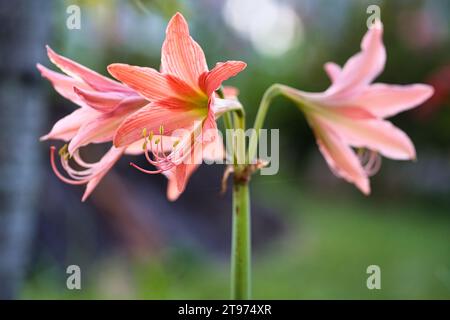 Hippeastrum striatum, il giglio Barbados striato, una pianta erbacea bulbosa perenne fiorita, della famiglia delle Amaryllidaceae Foto Stock