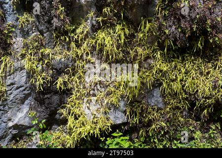 La pinguicula longifolia (Pinguicula longifolia) è un'erba carnivora endemica dei Pirenei centrali. Questa foto è stata scattata a Cañon de Añisclo, Ordesa-Mo Foto Stock