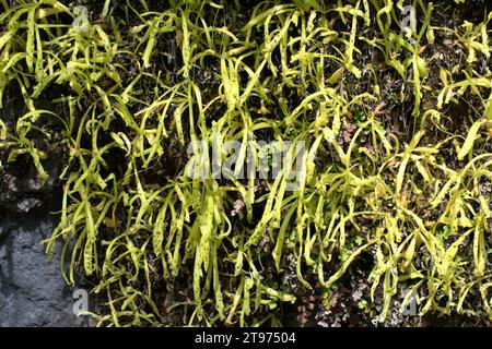 La pinguicula longifolia (Pinguicula longifolia) è un'erba carnivora endemica dei Pirenei centrali. Questa foto è stata scattata a Cañon de Añisclo, Ordesa-Mon Foto Stock