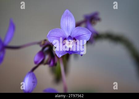 Spathoglottis plicata, comunemente nota come orchidea terrestre delle Filippine, o grande orchidea viola è un sempreverde Foto Stock