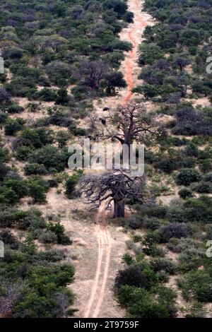 Guarda le foto mozzafiato del boscaiolo sudafricano con un gigantesco albero di Baobab. Foto Stock
