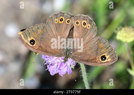 Large Wall Brown, Lasiommata maera, nutrirsi di Field Scabious, Knautia arvensis, farfalle dalla Finlandia Foto Stock