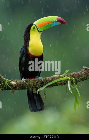 Toucan sotto la pioggia seduto sul ramo della foresta pluviale in America centrale Foto Stock