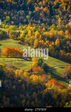 FORESTA DAI COLORI AUTUNNALI Foto Stock