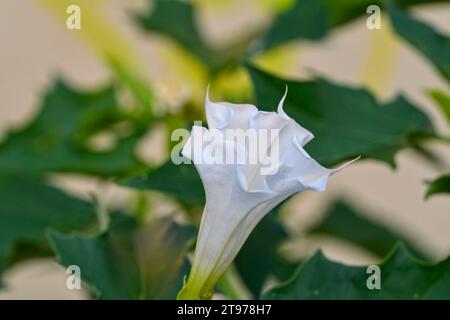 Il Datura stramonium, noto con i nomi comuni di mela spina, jimsonweed (erba jimson), laccio del diavolo, o tromba del diavolo, è una pianta velenosa in fiore Foto Stock