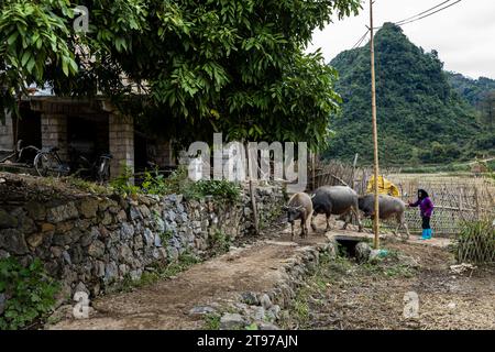 Una contadina operaia in Vietnam Foto Stock