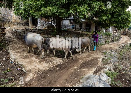 Una contadina operaia in Vietnam Foto Stock