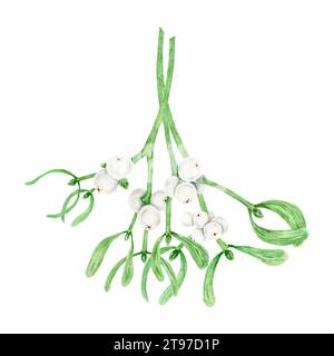 Bouquet di rami sempreverdi di Mistletoe con foglie e bacche bianche. Acquerello illustrazione botanica disegnata a mano del simbolo di Natale. Impianto per Foto Stock