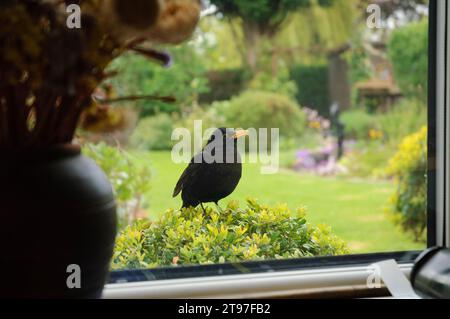 Turdus merula, uccello nero eurasiatico, uomo arroccato su arbusti in giardino fotografato attraverso la finestra della cucina, contea di Durham, Inghilterra, Regno Unito, maggio. Foto Stock