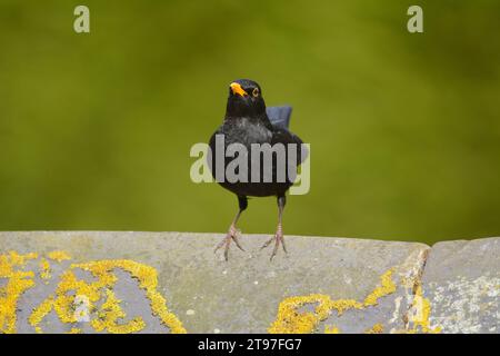 Uccello nero eurasiatico Turdus merula, maschio arroccato su piastrelle di crinale, contea di Durham, Inghilterra, Regno Unito, marzo. Foto Stock