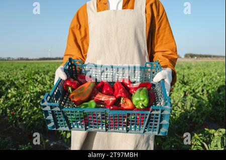 Mani di un contadino che tiene una cassa di peperoni biologici nel campo Foto Stock