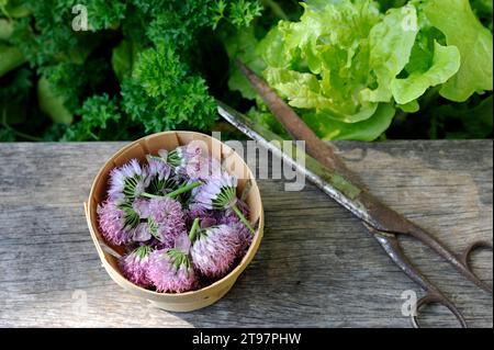 Forbici vecchie e ciotola di fiori di erba cipollina Foto Stock