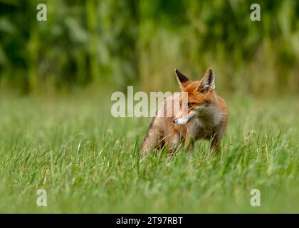 Ritratto di volpe rossa (Vulpes vulpes) in piedi nell'erba Foto Stock