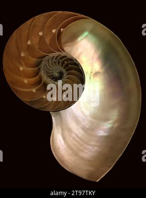 Sezione trasversale in arte della conchiglia di nautilus (Nautilus pompilius), nautilus perlato, mollusco marino pelagico della famiglia dei cefalopodi Nautilidae. Foto Stock