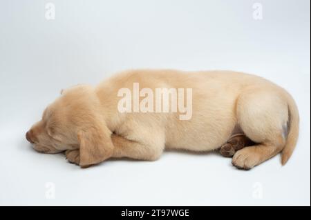 Vista laterale cucciolo Sleeping labrador sull'intera lunghezza isolata Foto Stock