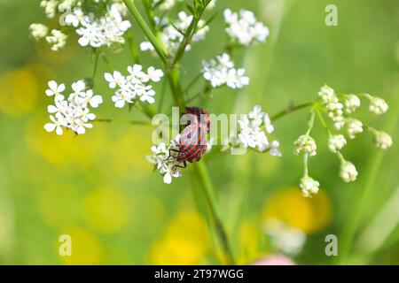 European Minstrel Bug o Italian Striped Shield bug (Graphosoma lineatum) che si arrampica su un mucchio d'erba Foto Stock