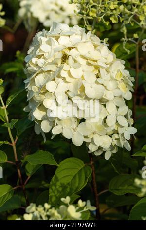 Primo piano dell'Hydrangea Paniculata Limelight fiorito in estate nel Regno Unito. Foto Stock