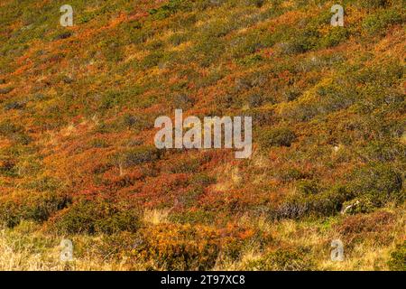 Vegetazione alpina a circa 2.000 m di altitudine, funivia del ghiacciaio Hintertuxer, interstazione Sommergergalm, Valle Tuxer, Alpi dello Zillertal, Tirolo, Austria Foto Stock