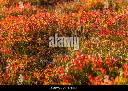 Vegetazione alpina a circa 2.000 m di altitudine, funivia del ghiacciaio Hintertuxer, interstazione Sommergergalm, Valle Tuxer, Alpi dello Zillertal, Tirolo, Austria Foto Stock