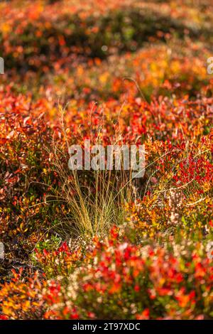 Vegetazione alpina a circa 2.000 m di altitudine, funivia del ghiacciaio Hintertuxer, interstazione Sommergergalm, Valle Tuxer, Alpi dello Zillertal, Tirolo, Austria Foto Stock