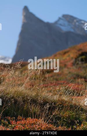 Vegetazione alpina a circa 2.000 m di altitudine, funivia del ghiacciaio Hintertuxer, interstazione Sommergergalm, Valle Tuxer, Alpi dello Zillertal, Tirolo, Austria Foto Stock