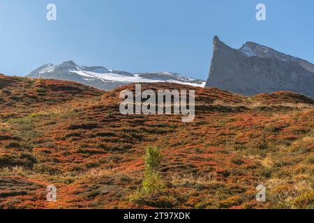 Vegetazione alpina a circa 2.000 m di altitudine, funivia del ghiacciaio Hintertuxer, interstazione Sommergergalm, Valle Tuxer, Alpi dello Zillertal, Tirolo, Austria Foto Stock
