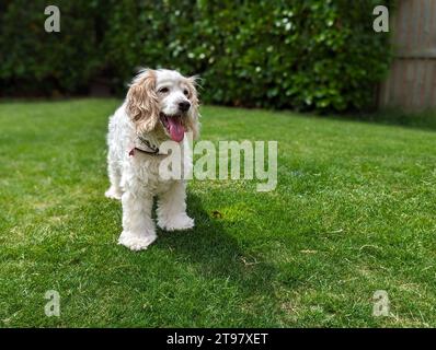 Spaniel Cockapoo - bianco - soffice in piedi su erba verde ha bisogno di cura Foto Stock