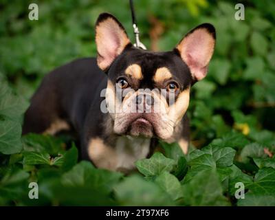 Bulldog francese - nero e marrone chiaro - Ivy verde che guarda nella fotocamera Foto Stock