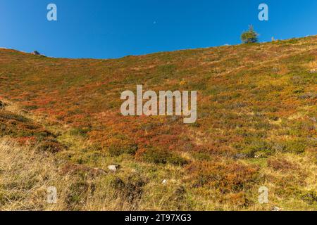 Vegetazione alpina a circa 2.000 m di altitudine, funivia del ghiacciaio Hintertuxer, interstazione Sommergergalm, Valle Tuxer, Alpi dello Zillertal, Tirolo, Austria Foto Stock