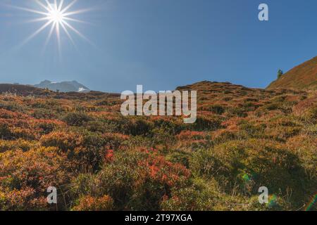 Vegetazione alpina a circa 2.000 m di altitudine, funivia del ghiacciaio Hintertuxer, interstazione Sommergergalm, Valle Tuxer, Alpi dello Zillertal, Tirolo, Austria Foto Stock