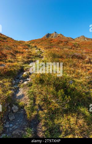 Vegetazione alpina a circa 2.000 m di altitudine, funivia del ghiacciaio Hintertuxer, interstazione Sommergergalm, Valle Tuxer, Alpi dello Zillertal, Tirolo, Austria Foto Stock