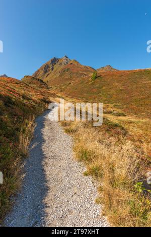 Vegetazione alpina a circa 2.000 m di altitudine, funivia del ghiacciaio Hintertuxer, interstazione Sommergergalm, Valle Tuxer, Alpi dello Zillertal, Tirolo, Austria Foto Stock