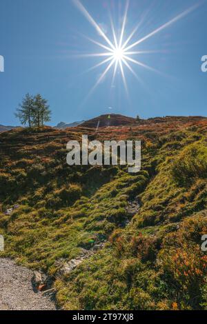Vegetazione alpina a circa 2.000 m di altitudine, funivia del ghiacciaio Hintertuxer, interstazione Sommergergalm, Valle Tuxer, Alpi dello Zillertal, Tirolo, Austria Foto Stock