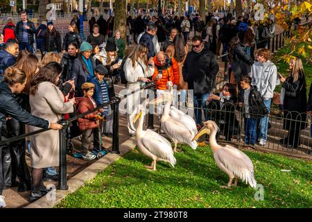 Persone che scattano fotografie dei pellicani a St James's Park, Londra, Regno Unito Foto Stock