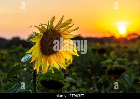 Un primo piano di un girasole che svanisce in un campo al tramonto Foto Stock