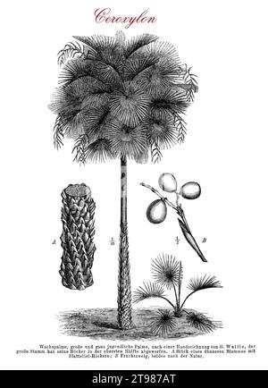 Palme di Ceroxylon o palme di cera andina, native della regione delle Ande, piante alte montane con tronco cilindrico biancastro ricoperto di cera, le palme più alte in crescita all'altitudine più alta, specie in via di estinzione, raccolte per il legno, coltivate come alberi ornamentali Foto Stock