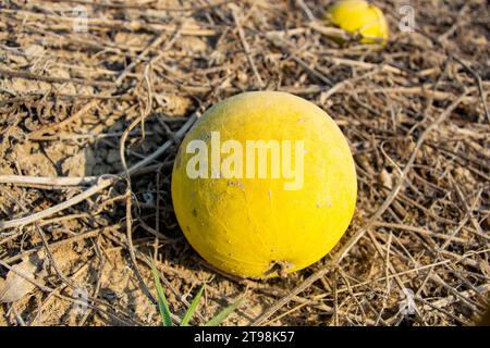 Primo piano di un Citrullus colocynthis o di una mela amara nel deserto Foto Stock