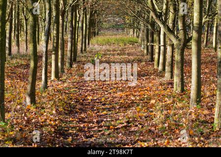 Autunno in Inghilterra, autunno a foglia Foto Stock