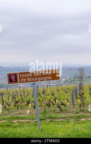 Strada del vino vicino a Saint-Veran e Macon, Borgogna, Francia Foto Stock