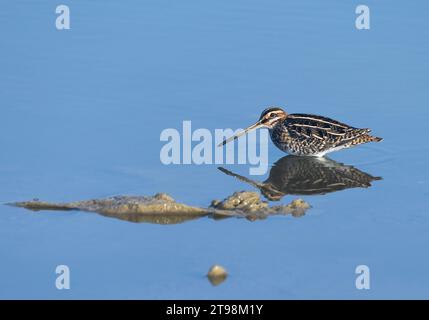 Becco comune Gallinago gallinago che si inquadra in acque poco profonde/ Foto Stock